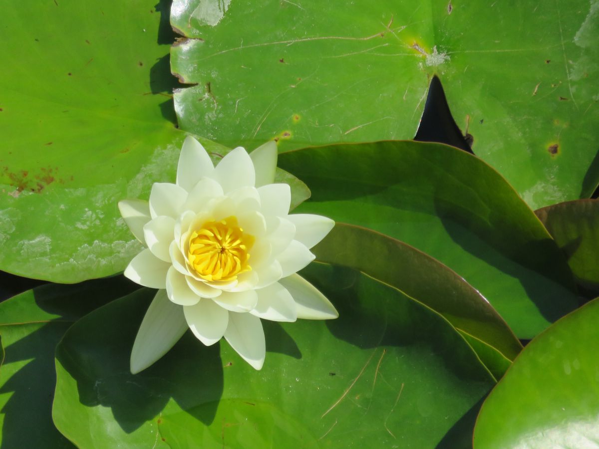 imagini hotel jiva beach fethiye